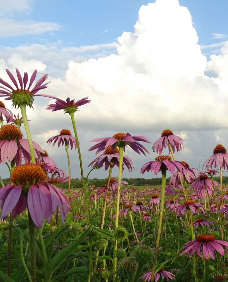 Choose Healthy Plants For Seed
