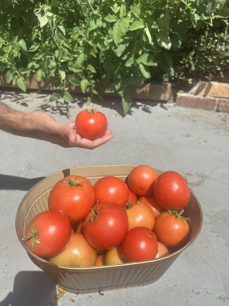 Choose Heat-Tolerant Tomato Varieties