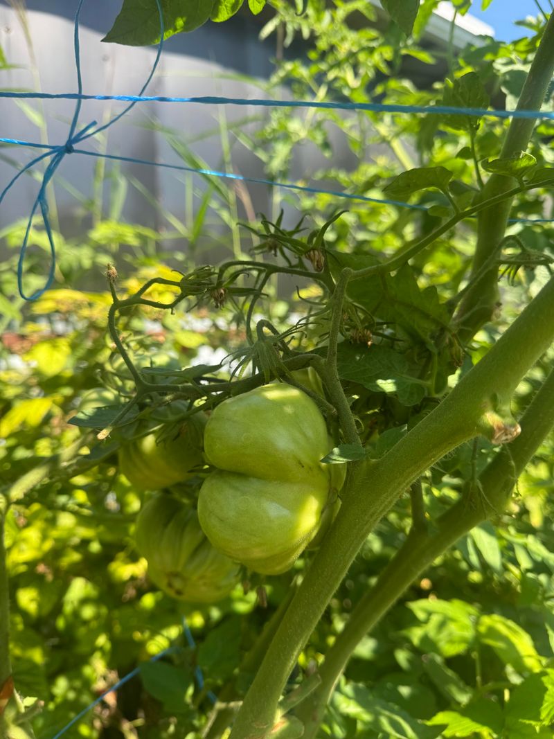 Choose Heat Tolerant Tomatoes For Hotter Regions Choose Heat Tolerant Tomatoes For Hotter Regions