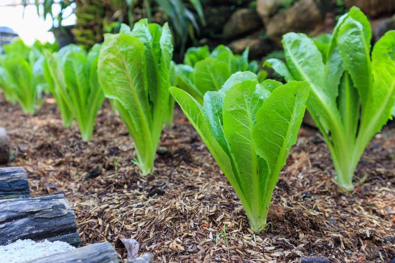 Choose Leaf Lettuce For Late-August Sowing Choose Leaf Lettuce For Late-August Sowing