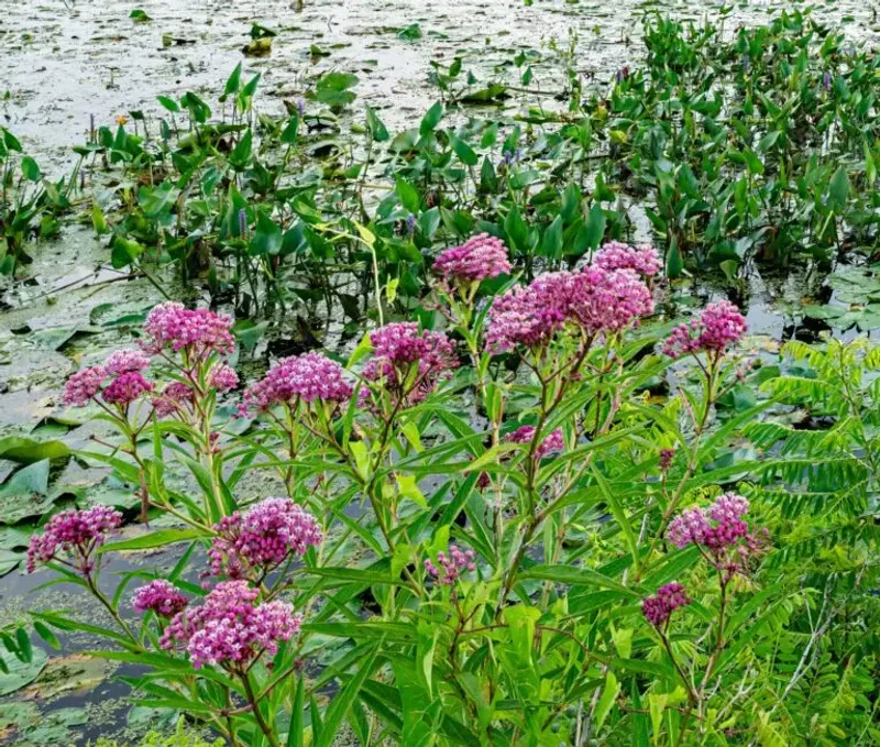 Choose Milkweed for the Site You Actually Have Choose Milkweed for the Site You Actually Have
