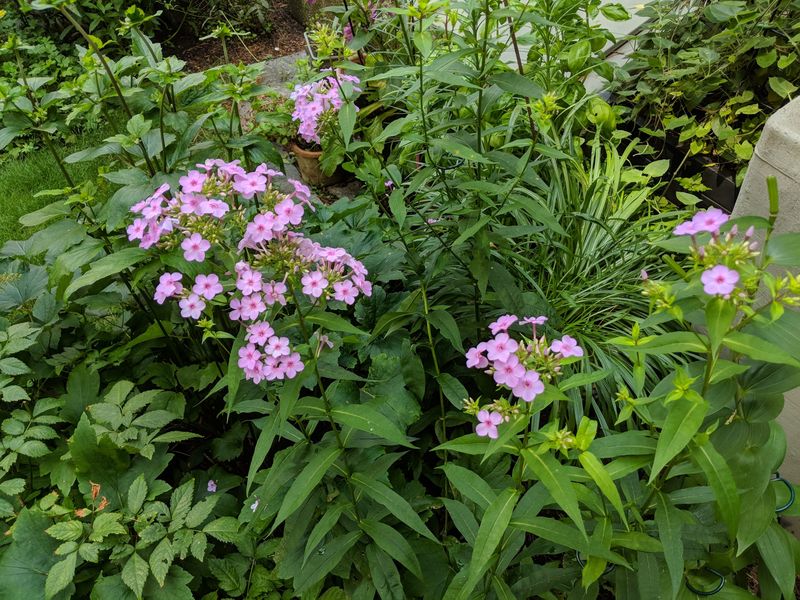 Choose More Resistant Phlox For The Future