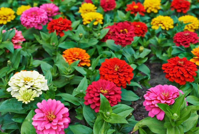 Choose More Resistant Zinnias Next Season