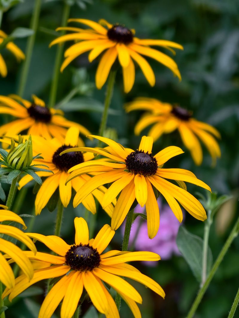 Choose Native Black-Eyed Susan Choose Native Black-Eyed Susan