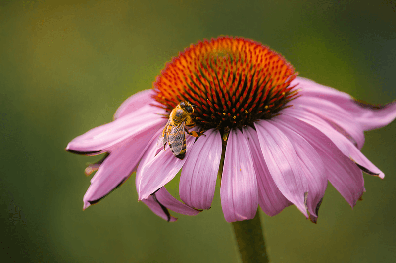 Choose Native Species Over Hybrids
