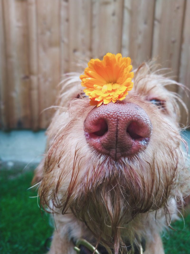 Choose Non-Toxic Plants For Curious Noses Choose Non-Toxic Plants For Curious Noses