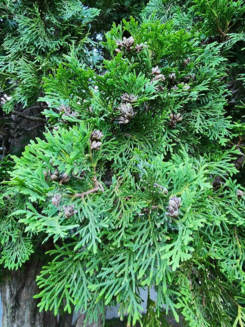 Choose Northern White Cedar For Dense Cover Choose Northern White Cedar For Dense Cover