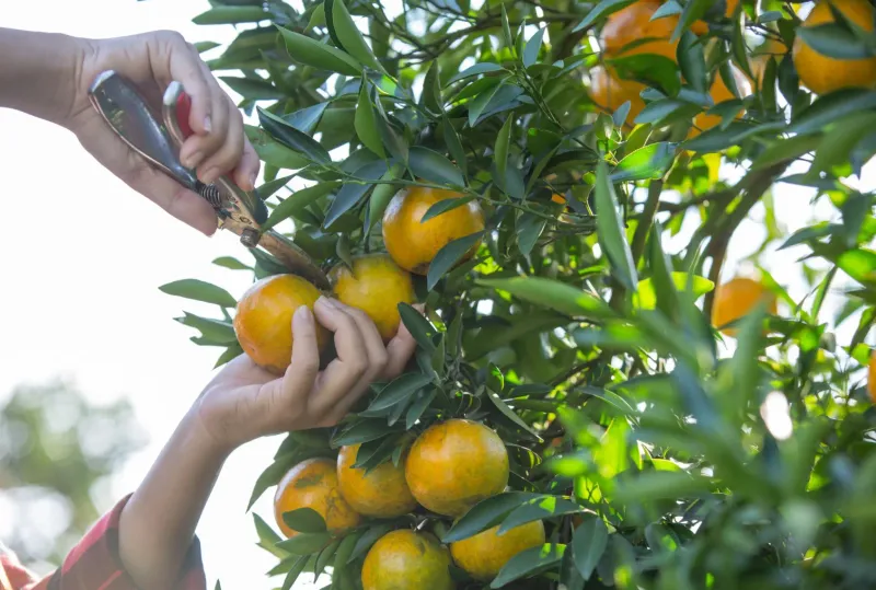 Choose Nutrients That Strengthen Roots And Fruit