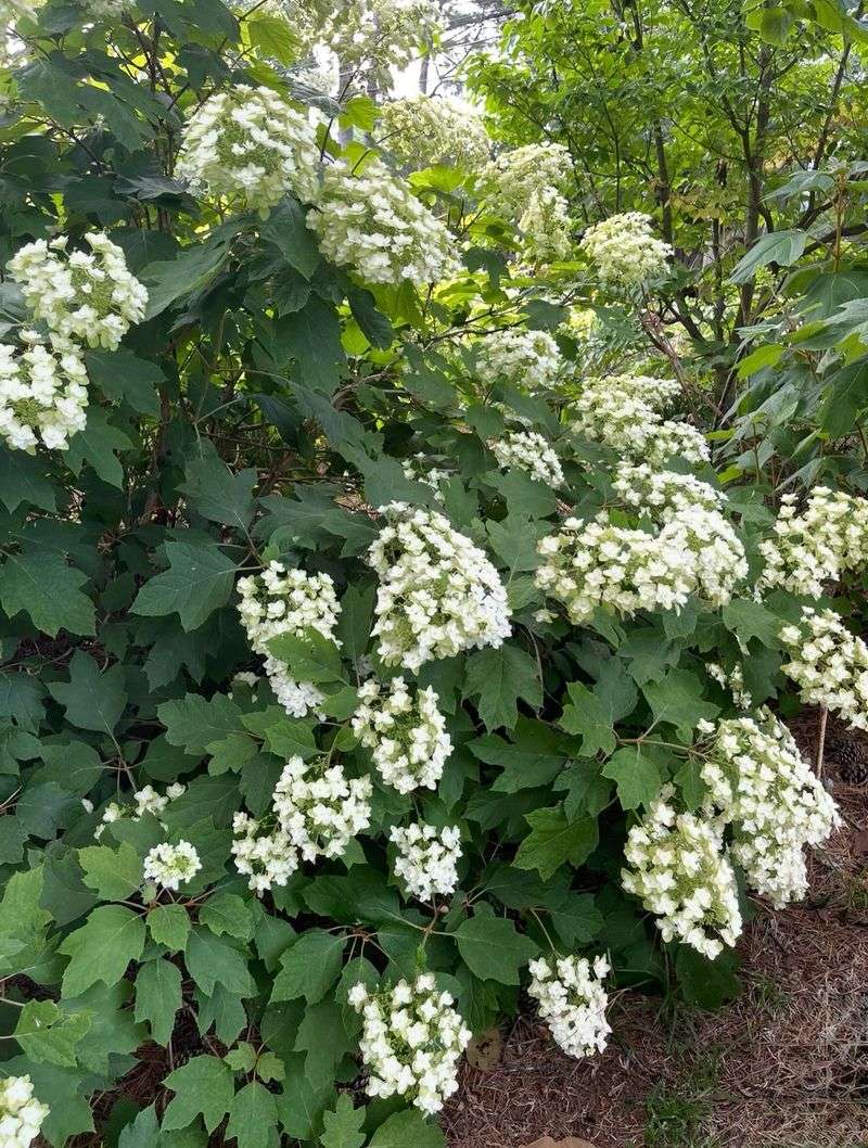 Choose Oakleaf Hydrangea For Part Shade