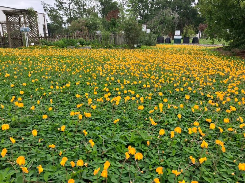Choose Perennial Peanut For Sunny Beds Choose Perennial Peanut For Sunny Beds