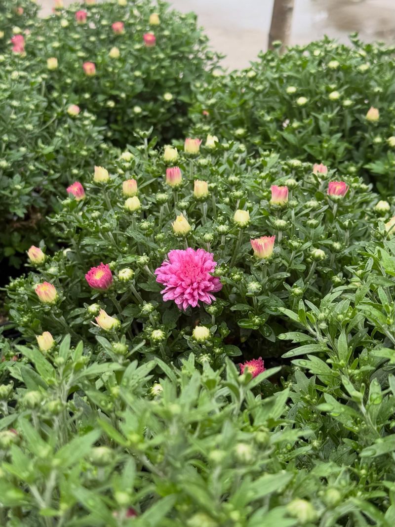 Choose Plants Packed With Buds
