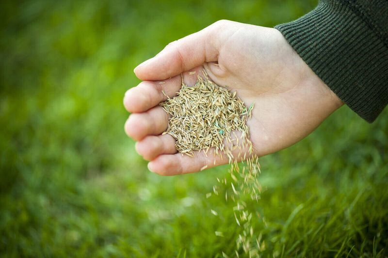 Choose Quality Seed Before Overseeding Begins Choose Quality Seed Before Overseeding Begins