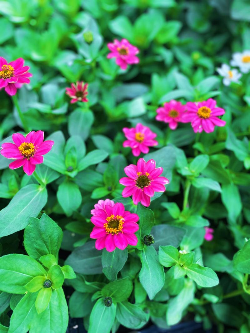 Choose Resistant Zinnias Choose Resistant Zinnias