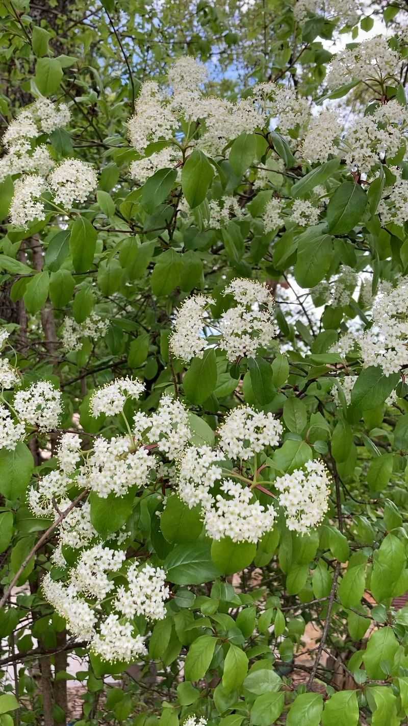 Choose Rusty Blackhaw For A Natural Screen Choose Rusty Blackhaw For A Natural Screen
