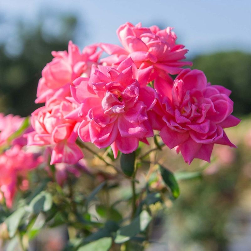 Choose Safer Flowering Shrubs As Replacements Choose Safer Flowering Shrubs As Replacements