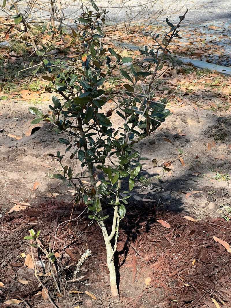 Choose Sand Live Oak Where Space Allows Choose Sand Live Oak Where Space Allows