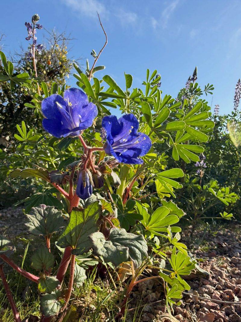 Choose Seeds That Match Your Local Growing Conditions