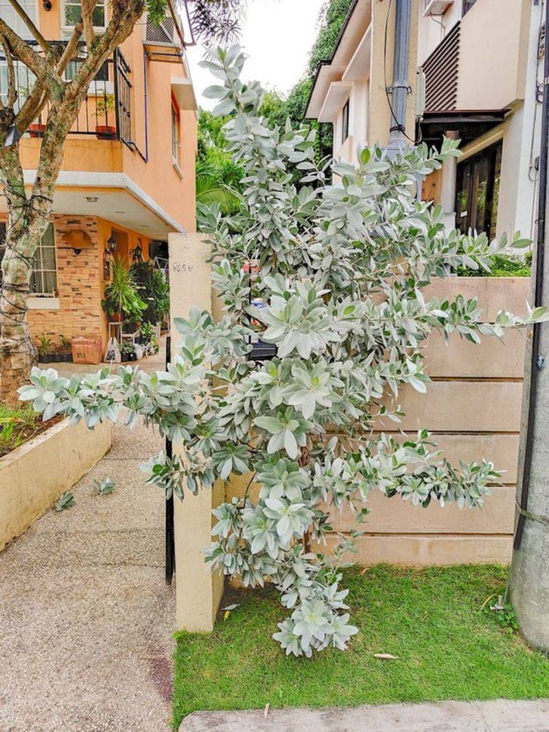 Choose Silver Buttonwood Near The Coast