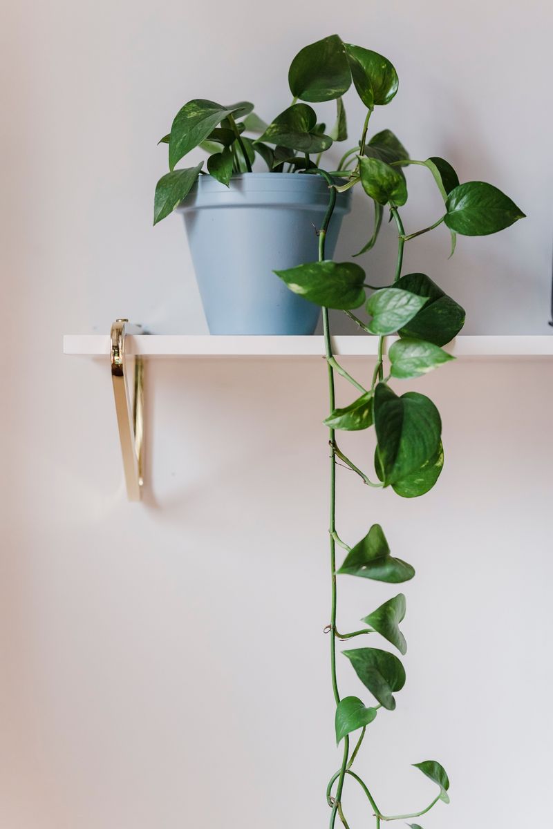 Choose Stems That Look Long And Bare