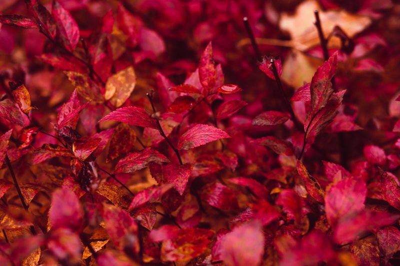 Choose Sweetspire For Stunning Fall Color Choose Sweetspire For Stunning Fall Color