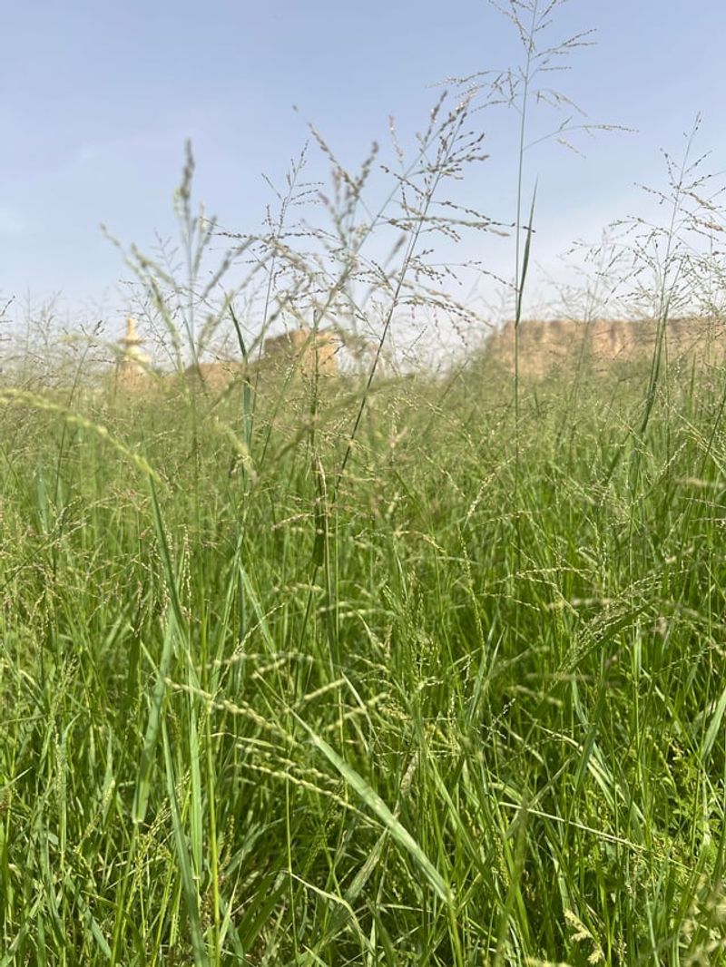 Choose Switchgrass For A Native Border Backbone Choose Switchgrass For A Native Border Backbone