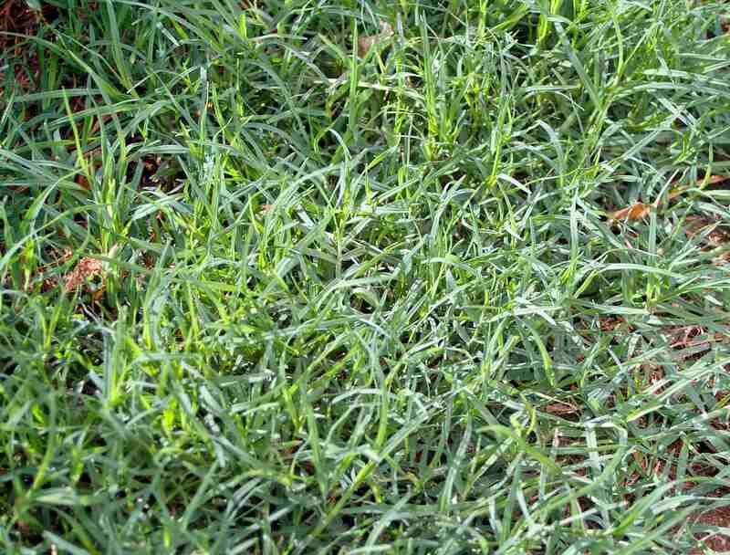 Choose The Grass That Handles Dry Spells Better