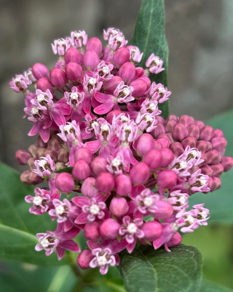 Choose The Milkweed That Matches Your Site Choose The Milkweed That Matches Your Site