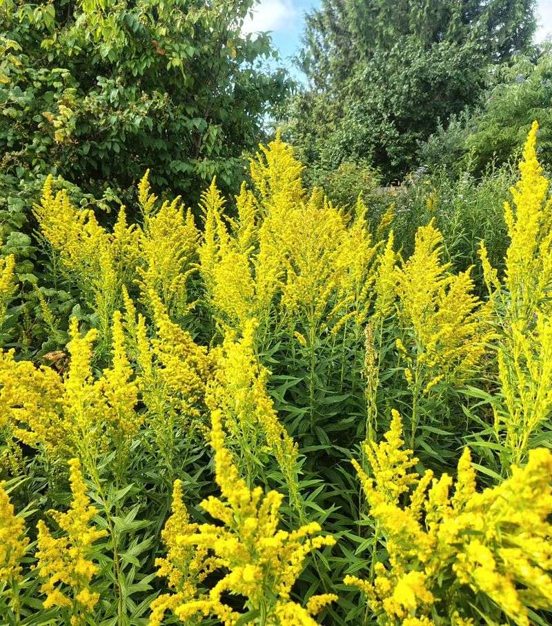 Choose The Right Goldenrod For Your Space