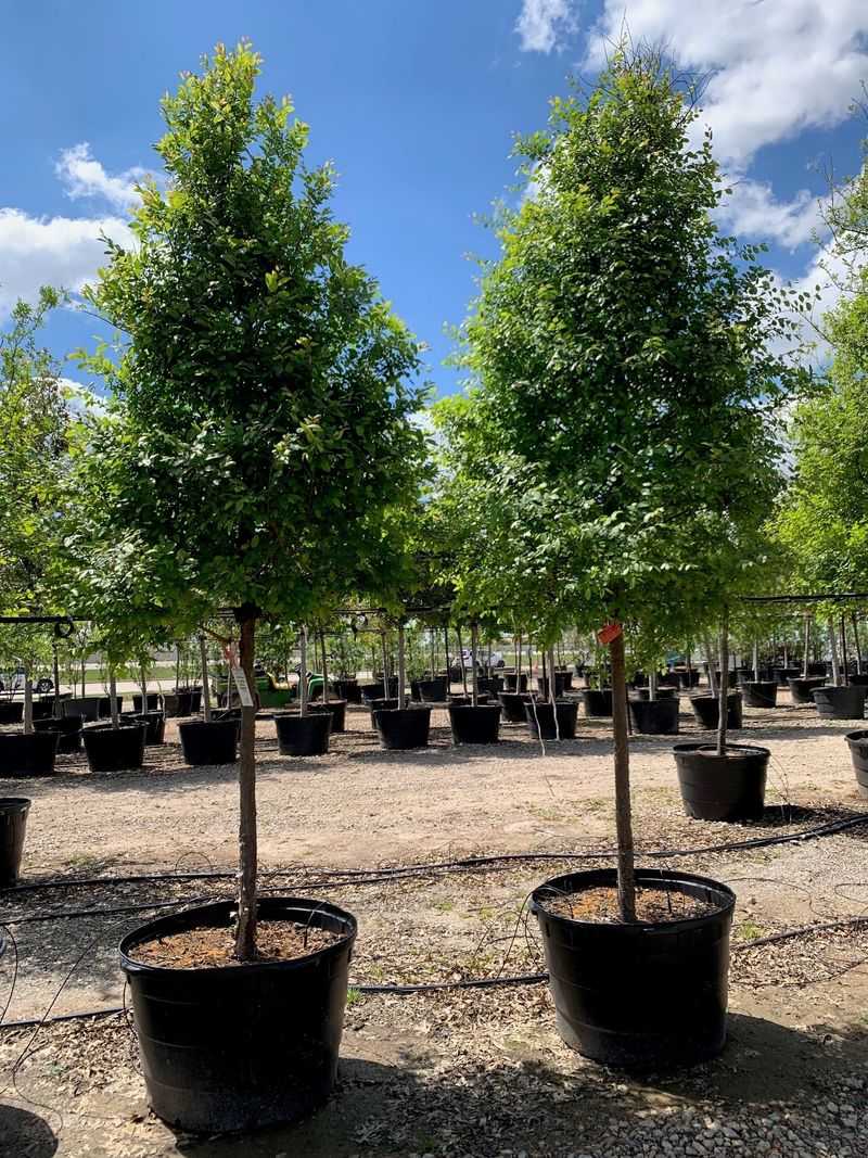 Choose The Right Location Before Planting