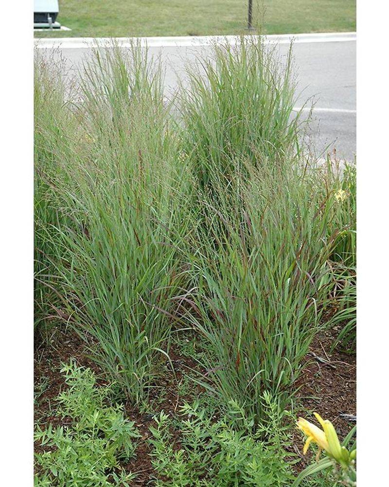 Choose The Right Switchgrass For Your Yard Choose The Right Switchgrass For Your Yard