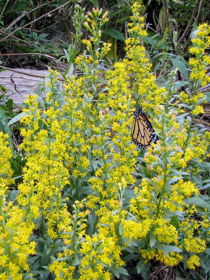 Choose The Solidago That Fits Your Site Choose The Solidago That Fits Your Site