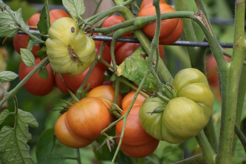 Choose Tomato Varieties That Mature Before Winter