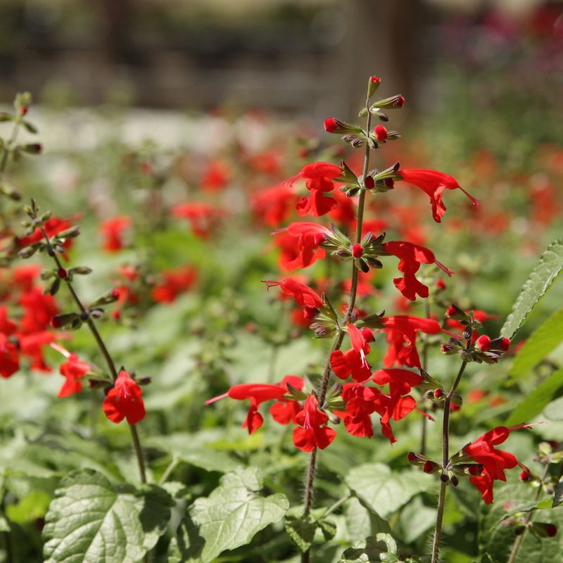 Choose Tough Aromatic Shrubs For August Heat Choose Tough Aromatic Shrubs For August Heat
