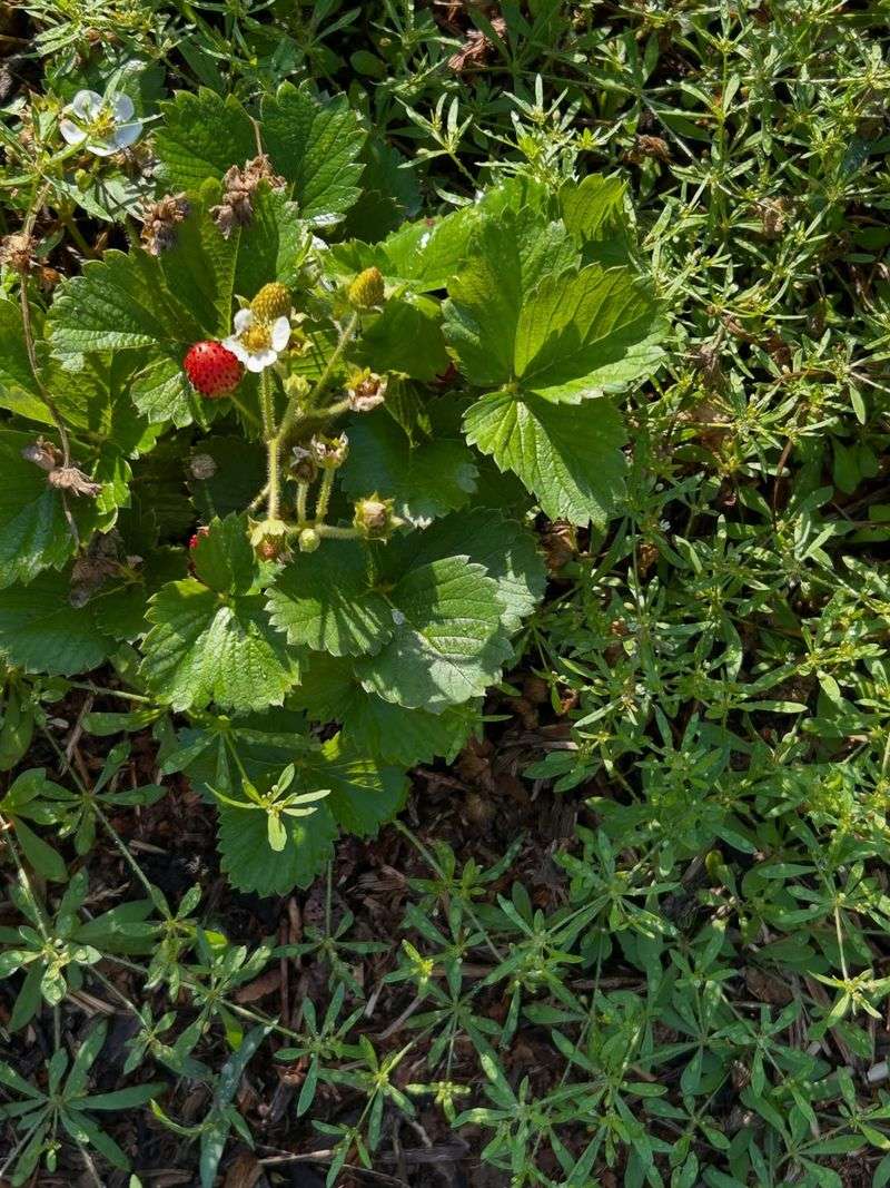 Choose Virginia Wild Strawberry Choose Virginia Wild Strawberry