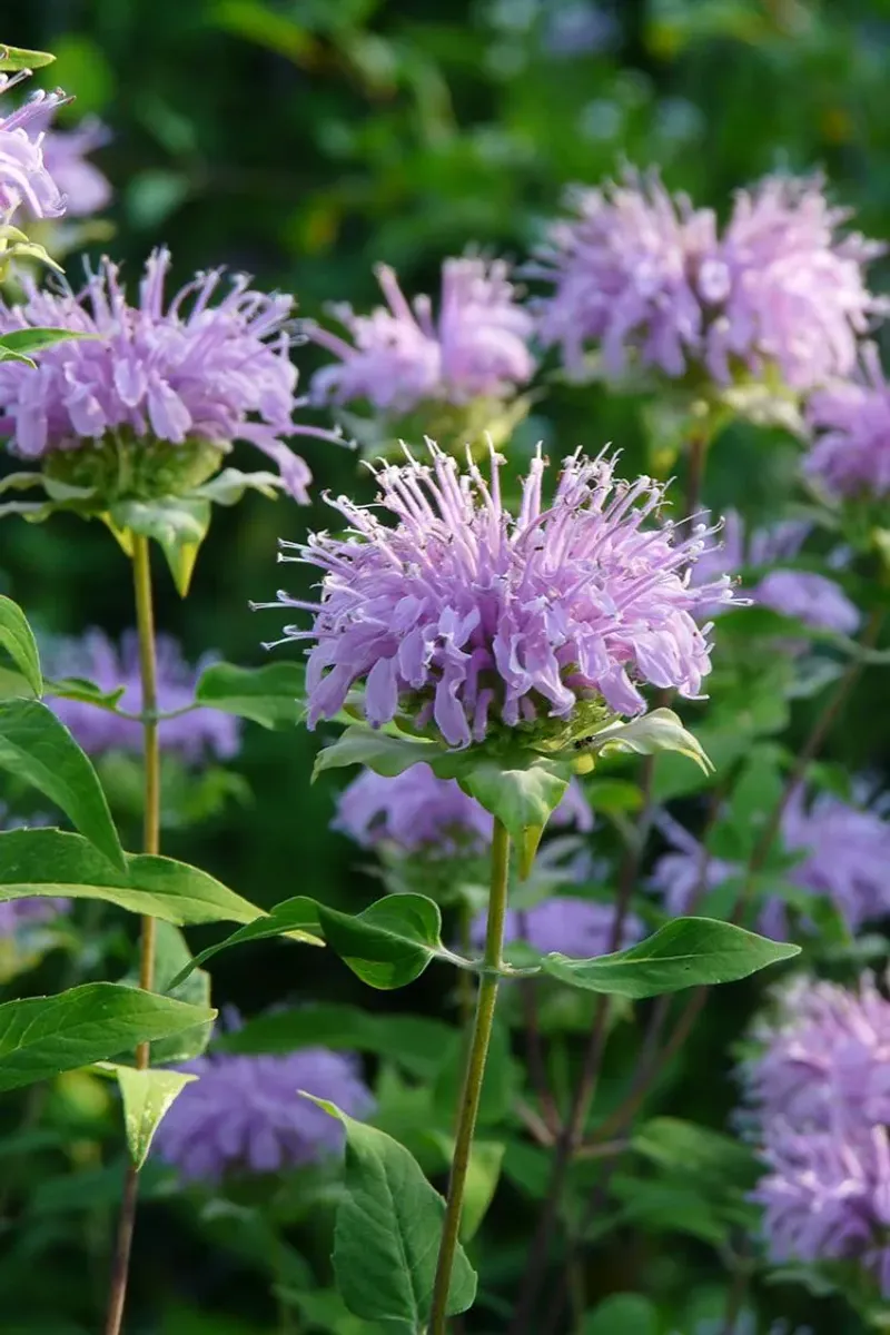 Choose Wild Bergamot For Fragrant Native Flowers Choose Wild Bergamot For Fragrant Native Flowers