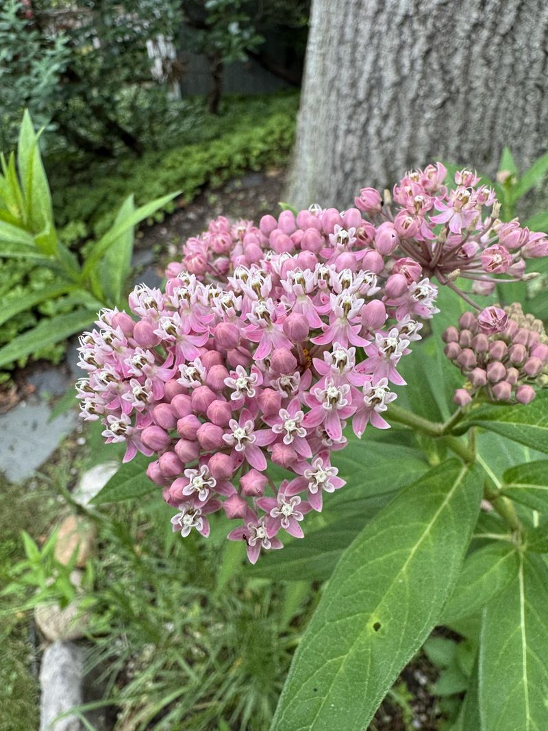 Choosing Plants That Tolerate Wet Conditions