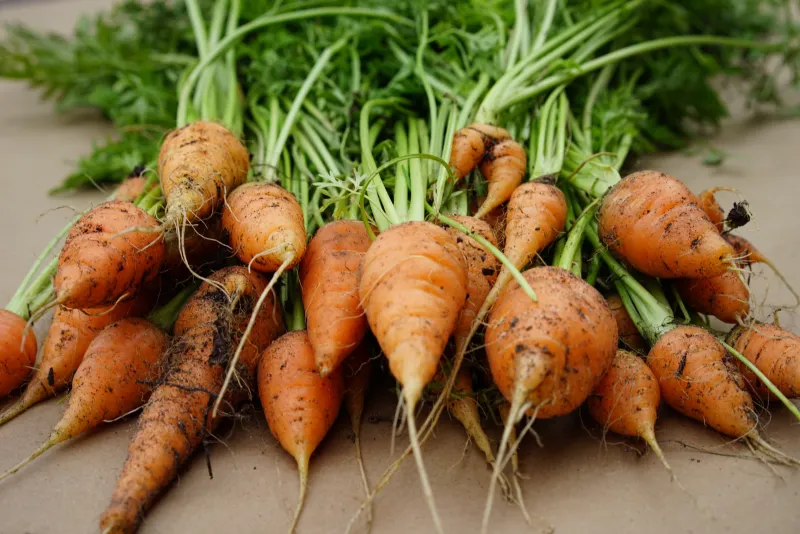 Choosing Slow Varieties Runs Out The Clock