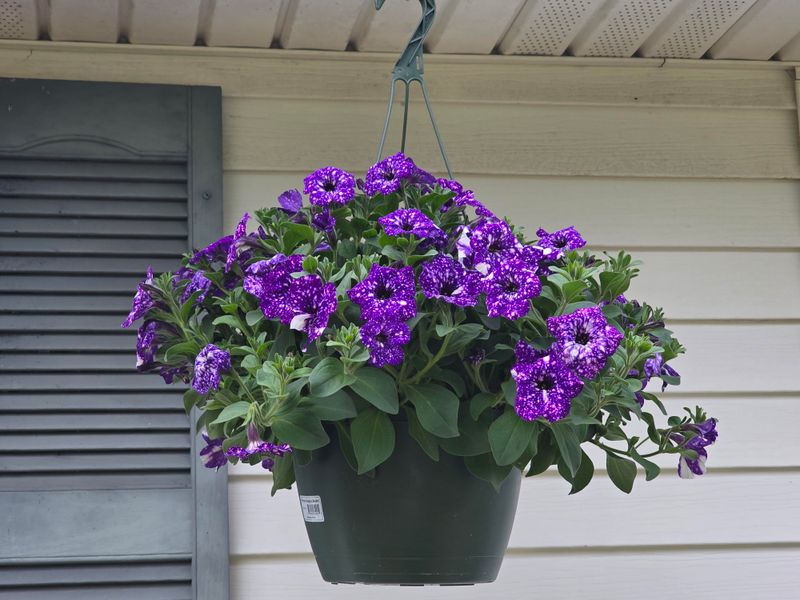 Choosing The Right Container For Maximum Blooms