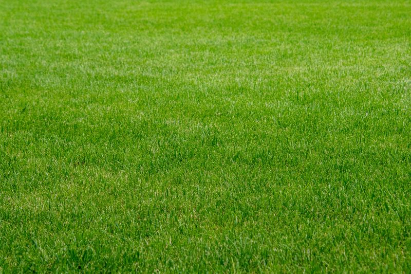 Choosing The Right Kentucky Bluegrass Seed Blend For Your Lawn