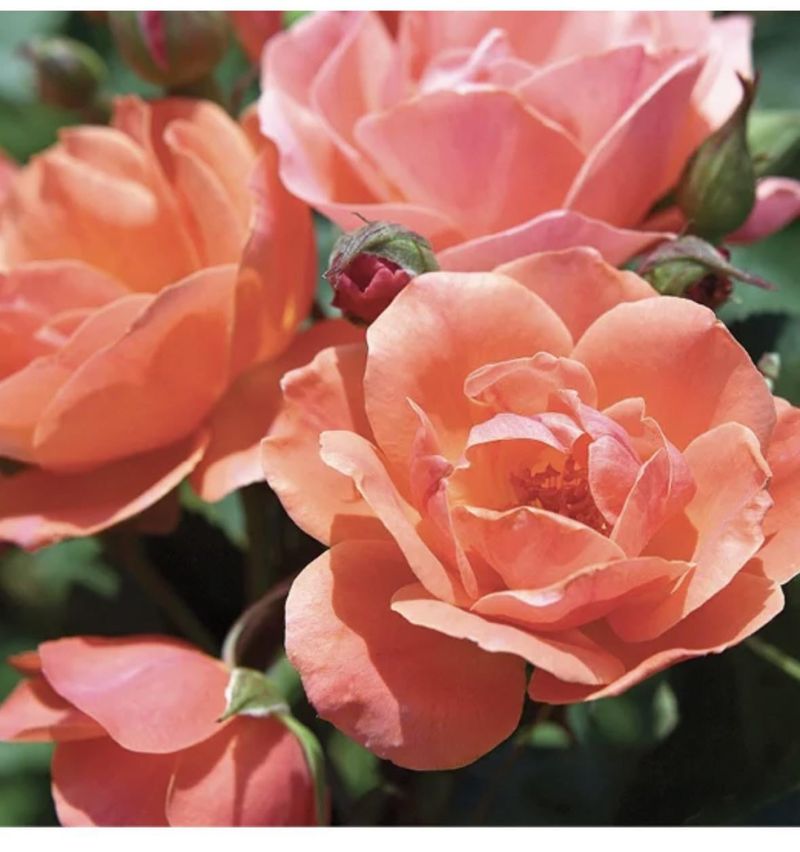 Choosing The Right Rose Type Makes All The Difference