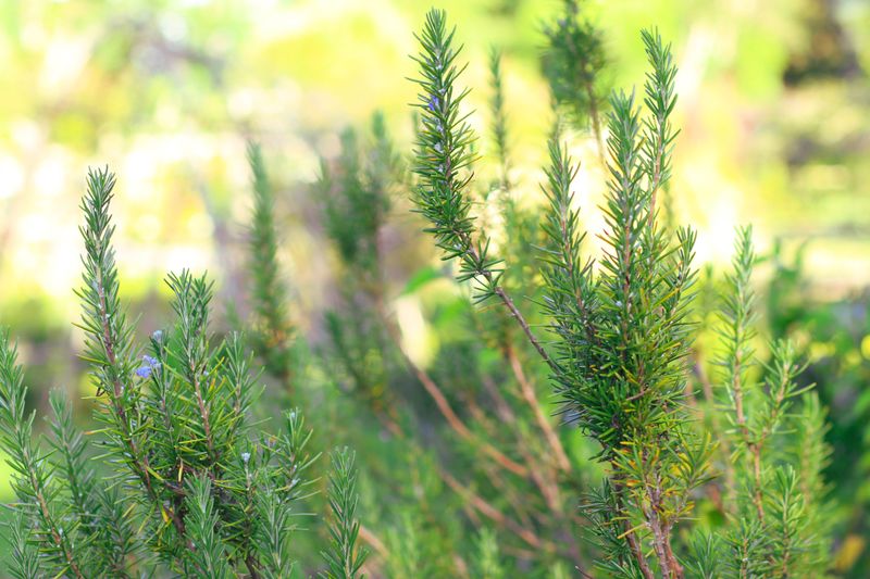 Choosing The Right Rosemary Variety For Florida Soil