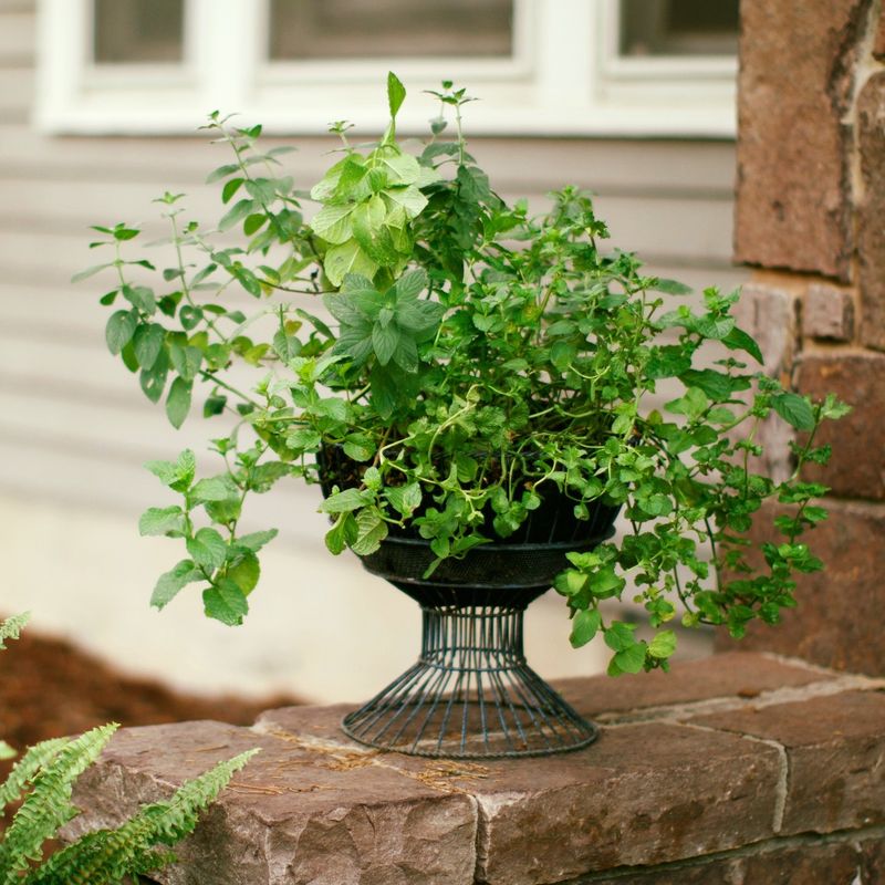 Choosing The Right Spot To Keep Mint Contained