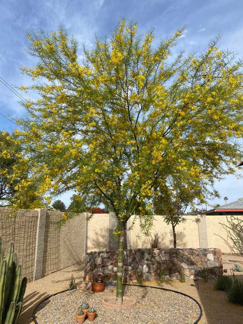 Choosing The Right Yard Location For A Palo Verde Tree Choosing The Right Yard Location For A Palo Verde Tree