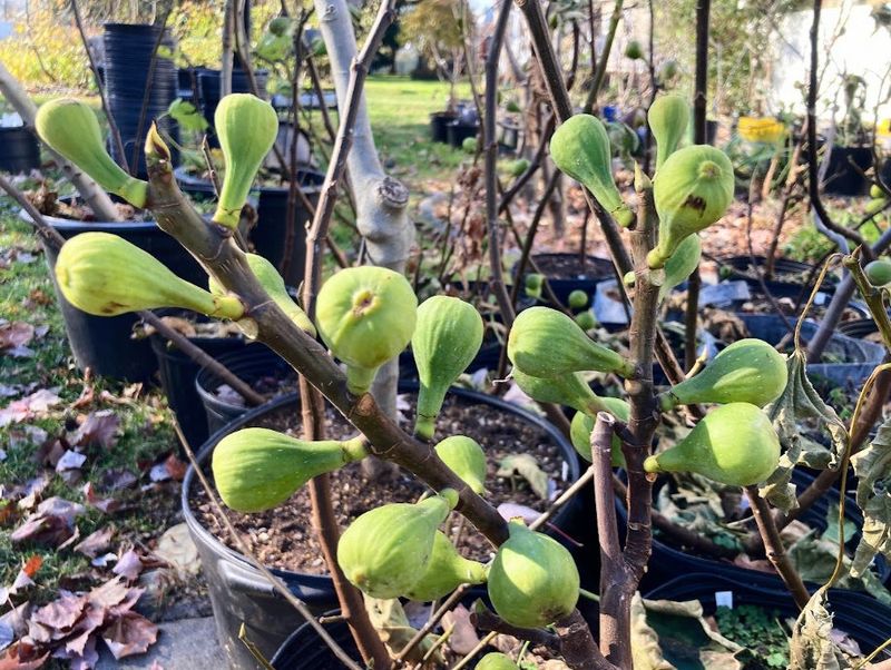 Choosing Varieties That Struggle To Ripen In Cooler Summers