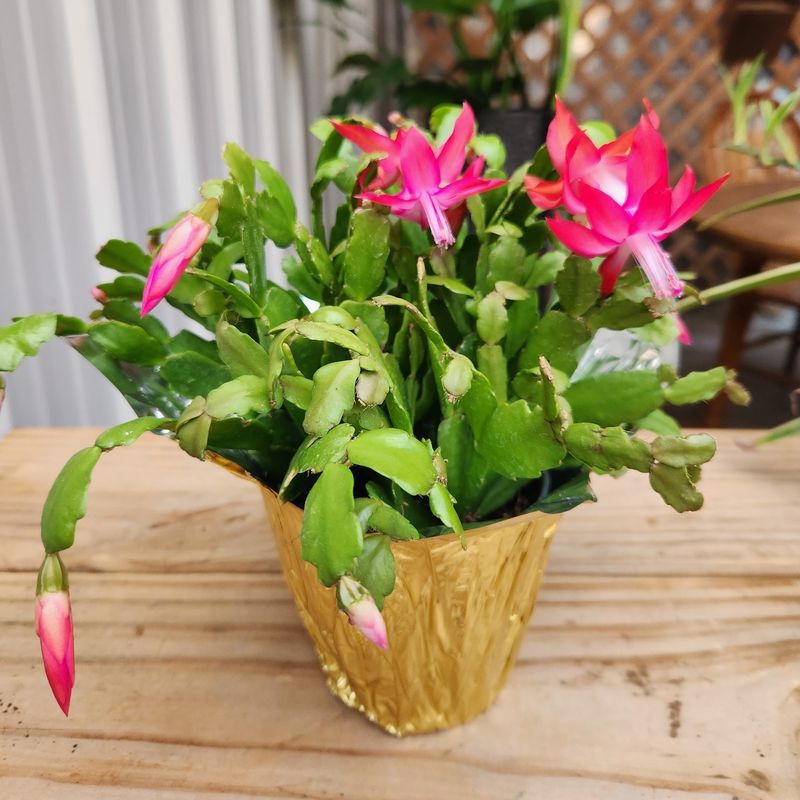 Christmas Cactus Christmas Cactus