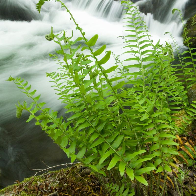 Christmas Fern Adds Evergreen Structure Christmas Fern Adds Evergreen Structure