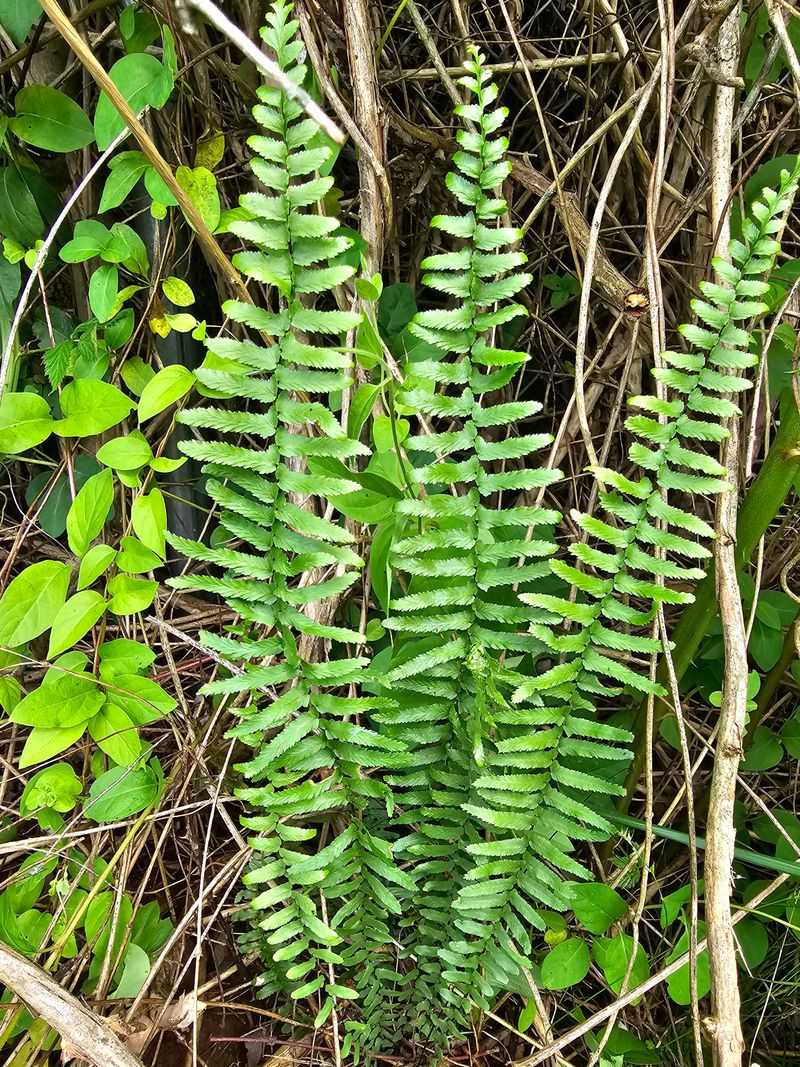 Christmas Fern Holds The Back Edge Christmas Fern Holds The Back Edge