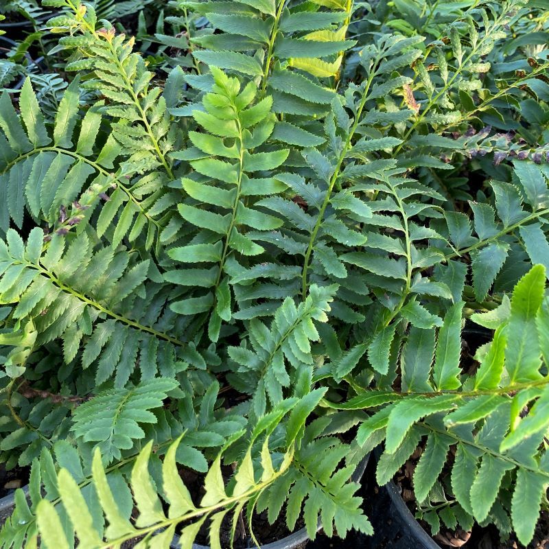 Christmas Fern Keeps Dark Corners Looking Full