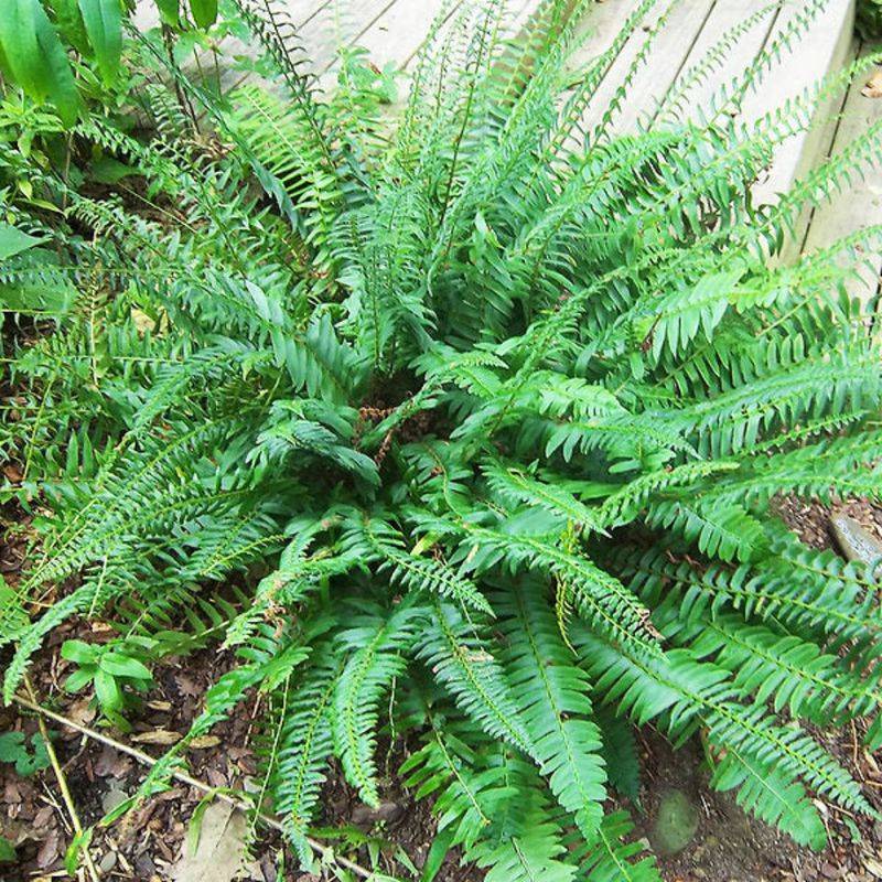 Christmas Fern Stands Firm With Leathery Fronds