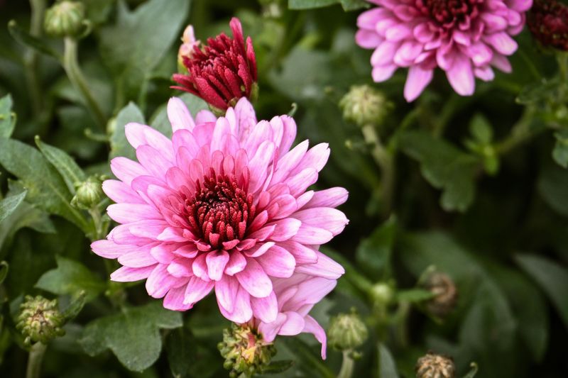 Chrysanthemums Chrysanthemums